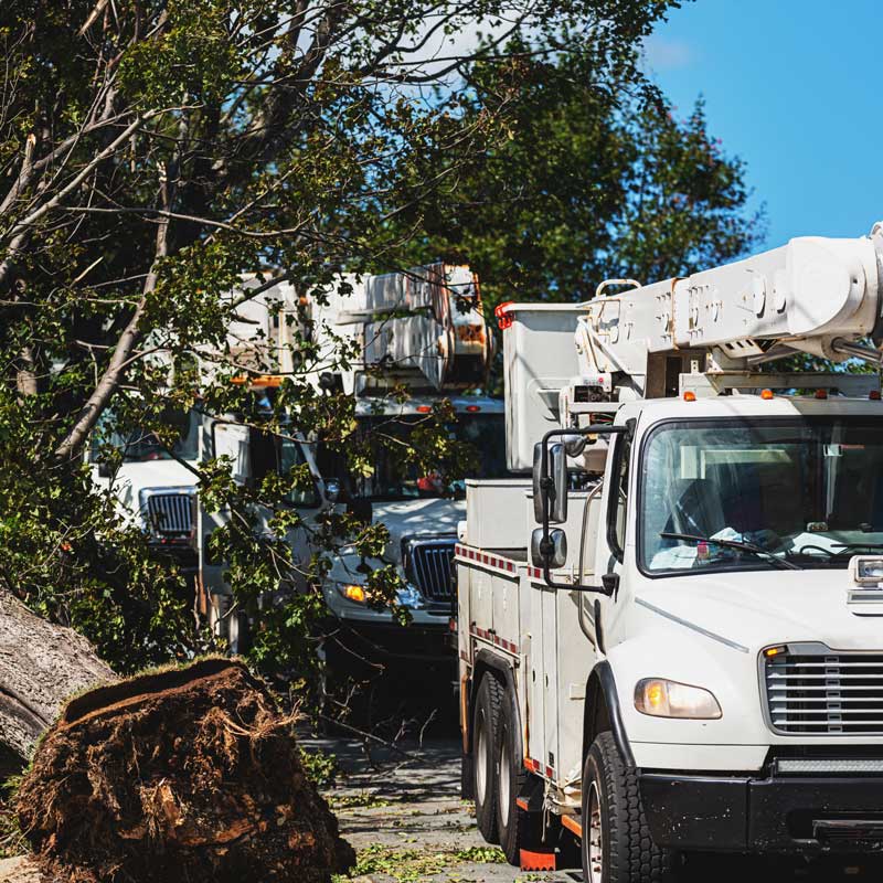 utility trucks and fallen trees