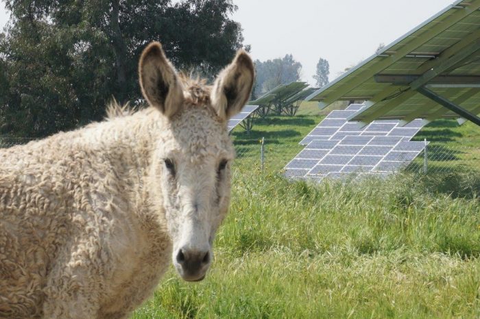 Pristine Sun Corp. Donald the Donkey solar farm