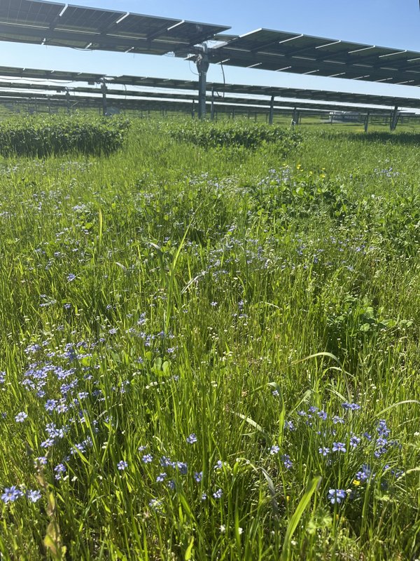 Lush vegetation on a solar site in Texas. Photo credit: James Hartsig