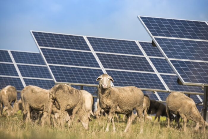 Solar and sheep grazing agrivoltaics. 