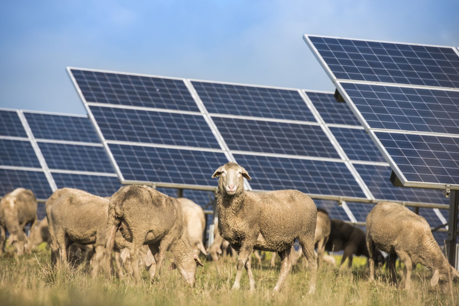Solar and sheep grazing agrivoltaics.