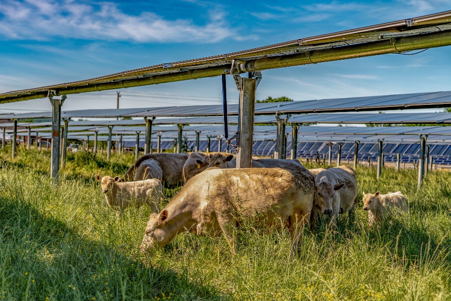 Silicon Ranch cattle agrivoltaics