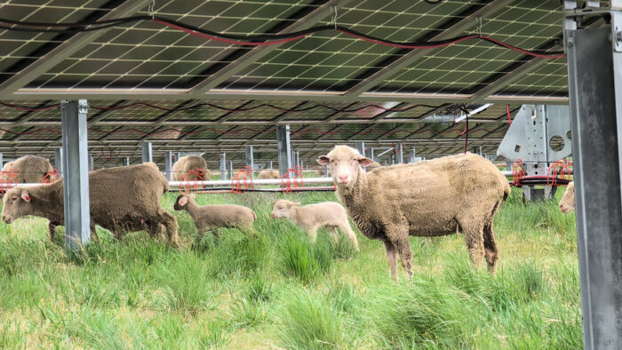 Avangrid Washington Oregon sheep grazing