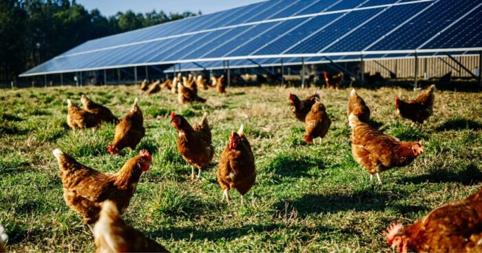 Emergent Solar agrivoltaics projects chickens