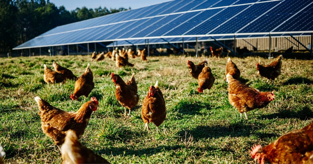 Emergent Solar agrivoltaics projects chickens