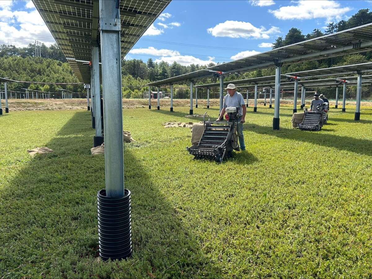 cranberry agrivoltaics project Massachusetts Projects Weekly
